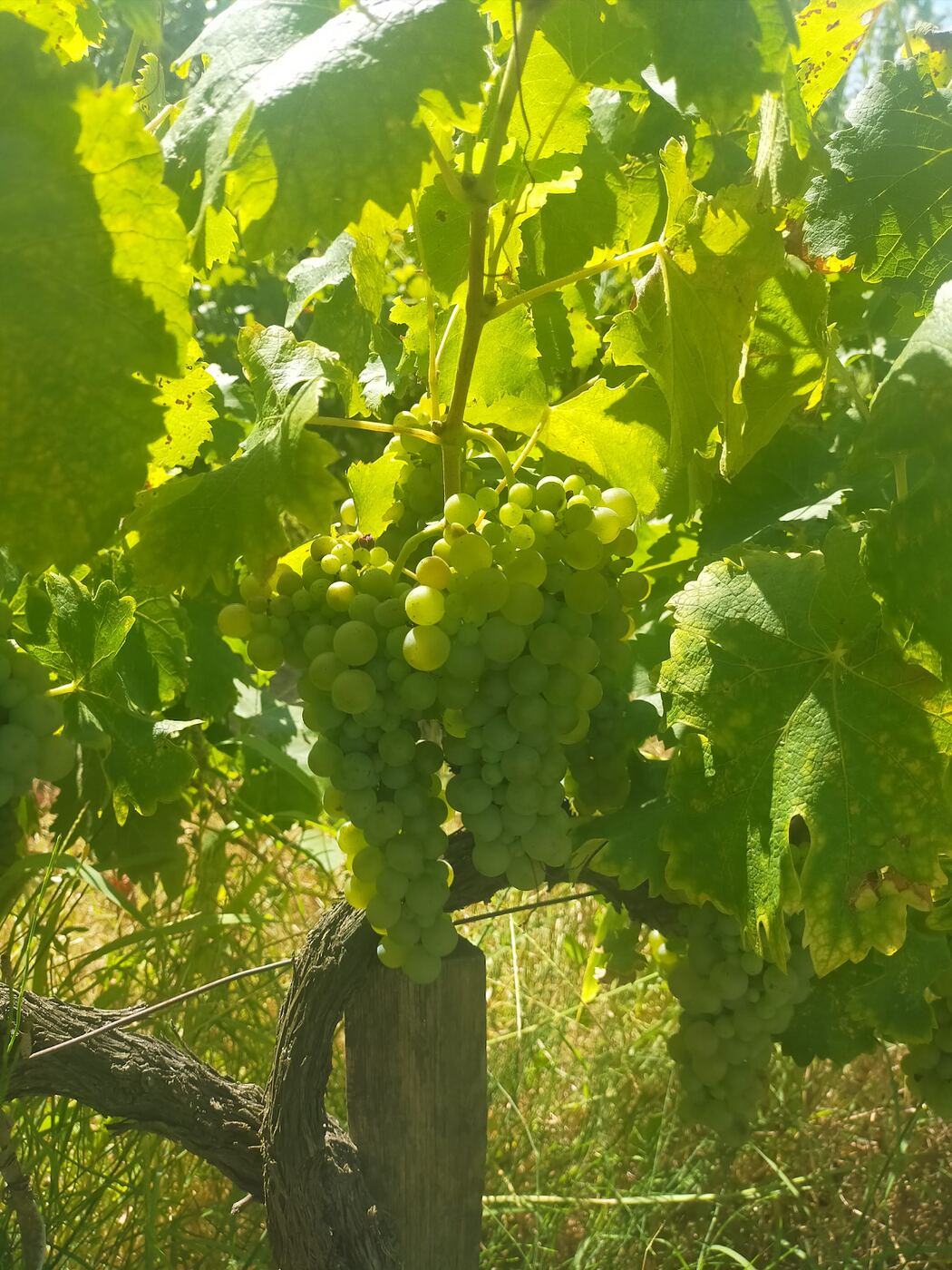 Grappe de viognier au domaine