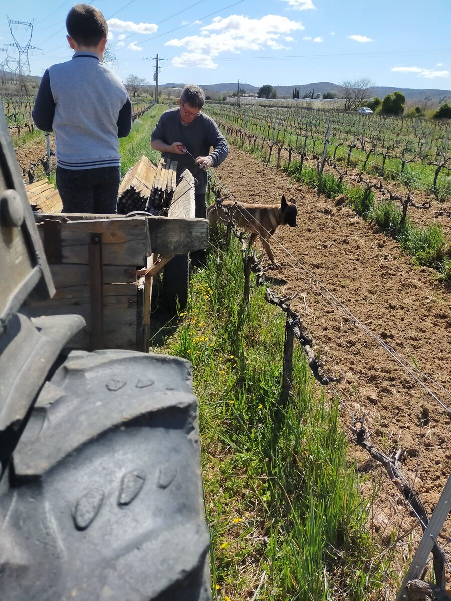 Plantation et redressage des jeunes pieds en famille