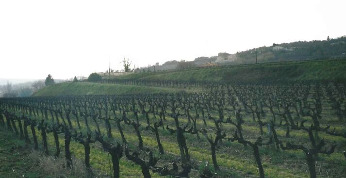 Le vignoble du Domaine Le Petit Joncquier